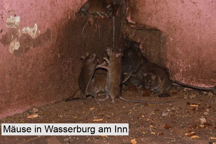 Mäuse in Wasserburg am Inn